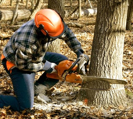 Tree Removal in Columbus, KS